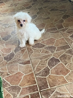 bichoni  baietei - imagine 3