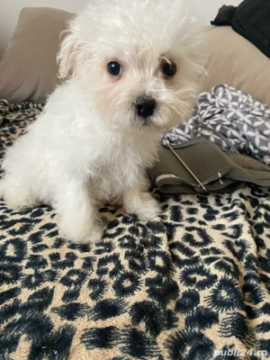 bichoni  baietei - imagine 5