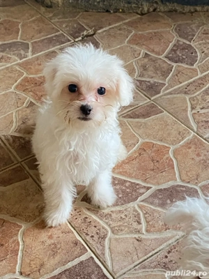 bichoni  baietei - imagine 4