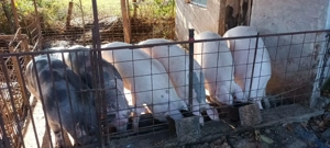 Vând porci de sacrificat 
