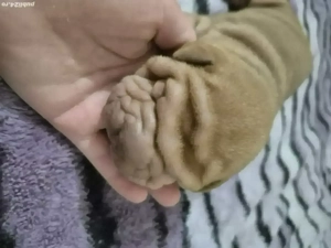 Shar pei cu pedigree 