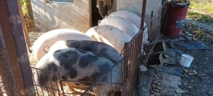 Vând porci de sacrificat  - imagine 3