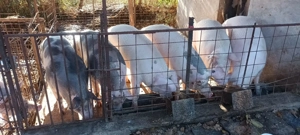 Vând porci de sacrificat  - imagine 2