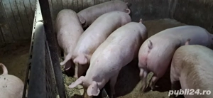 porci de carne - imagine 2