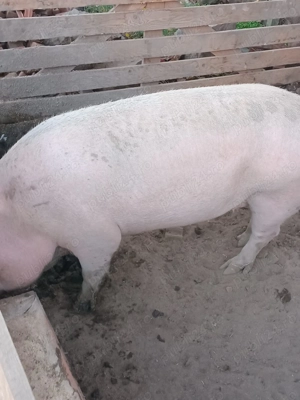 Vând porci de sacrificat! - imagine 2