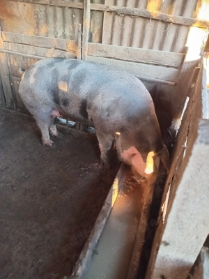 Vând porci de sacrificat! - imagine 3