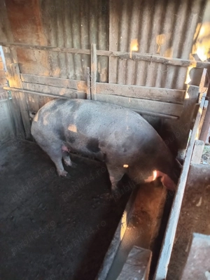 Vând porci de sacrificat!