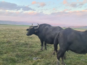 Bivolite si taur de vanzare