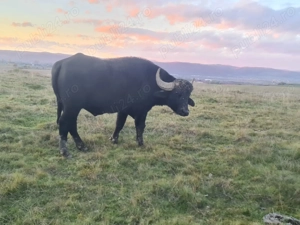 Bivolite si taur de vanzare - imagine 1