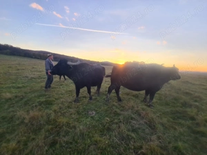 Bivolite si taur de vanzare - imagine 5