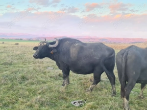 Bivolite si taur de vanzare - imagine 3