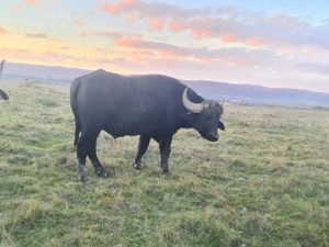 Bivolite si taur de vanzare