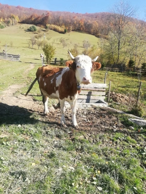 Vand vaca baltata - imagine 2 Vand vaca baltata - imagine 2