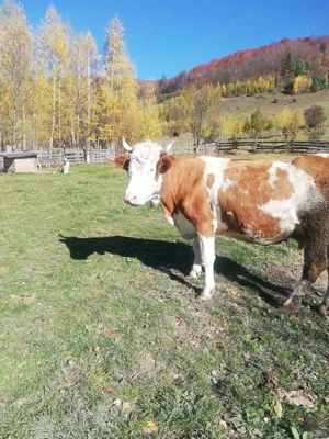 Vand vaca baltata - imagine 3 Vand vaca baltata - imagine 3