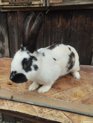 De vanzare iepuri  - imagine 3