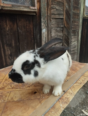 De vanzare iepuri  - imagine 4