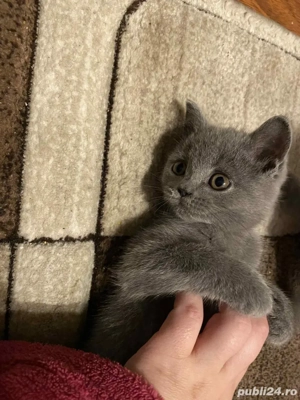 Pui british shorthair  - imagine 3