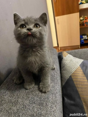 Pui british shorthair  - imagine 2