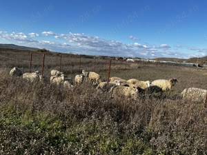 Vând miei buni 15bucati - imagine 2