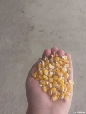 Vând porumb sticlos 
