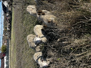 Vând miei buni 15bucati - imagine 4