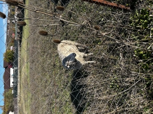 Vând miei buni 15bucati - imagine 3