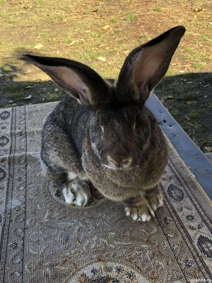 iepuri uriaș german  - imagine 2