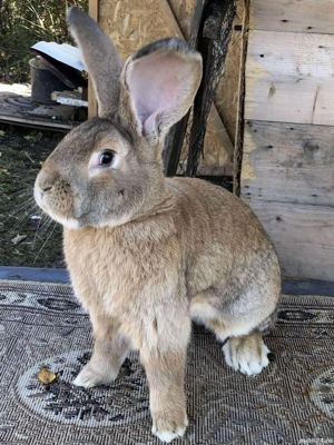 iepuri uriaș german  - imagine 3