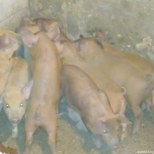 purcei durok - imagine 2