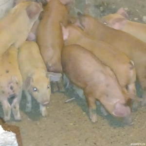 purcei durok - imagine 3