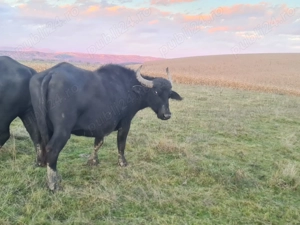 Bivolite si taur de vanzare - imagine 4