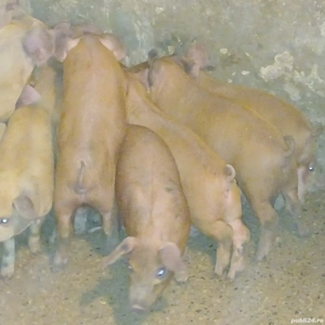 purcei durok - imagine 4