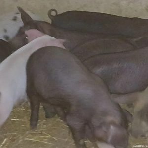 purcei de bazna si petrean