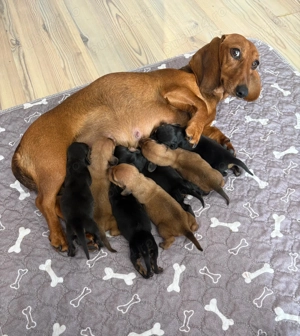 Pui șoricar (Teckel pitic, Dachshund)