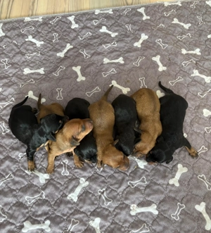 Pui șoricar (Teckel pitic, Dachshund) - imagine 3