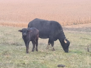 Bivolite si taur de vanzare - imagine 5