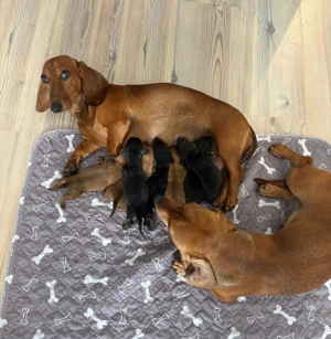 Pui șoricar (Teckel pitic, Dachshund) - imagine 2