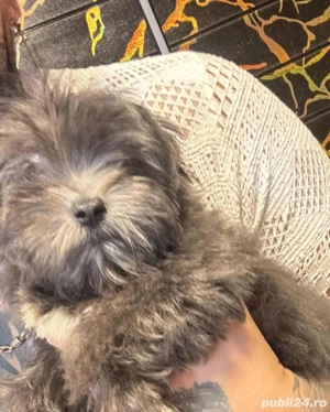 Vand 3 catei puiuti bichon havanez - imagine 3