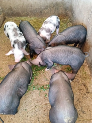 Purcei de vânzare  - imagine 3