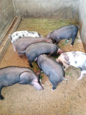 Purcei de vânzare  - imagine 2