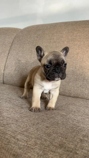 Bulldog buldog francez