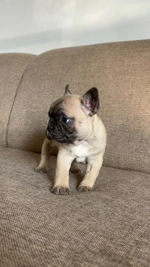 Bulldog buldog francez