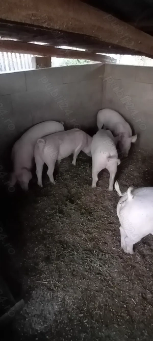 Porci soldei de vanzare