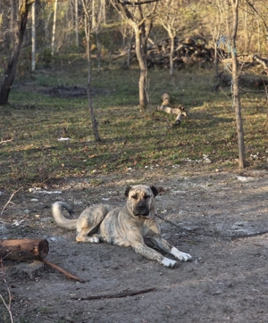 Femela superba mix asia centrala cu kangal pt paza curte - imagine 2