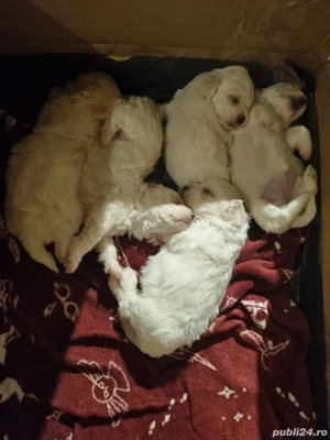 De vânzare puiuți de bisoni 