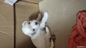 De vânzare puiuți de bisoni  - imagine 2