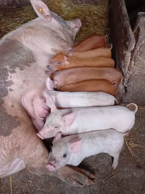 Vand purcei de rasă  - imagine 3