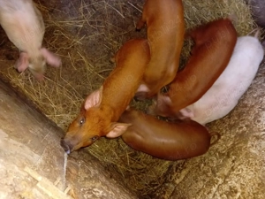 Vand purcei de rasă  - imagine 2