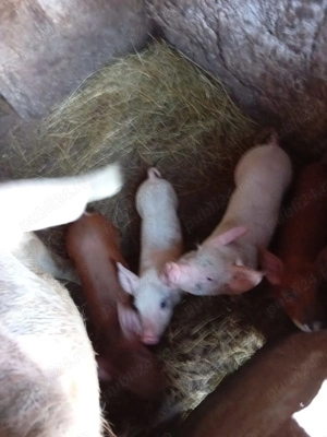 Vand purcei de rasă 