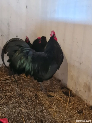 Cocos Australorp - imagine 2 Cocos Australorp - imagine 2